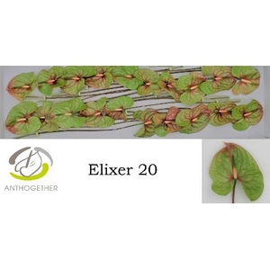 Anthurium Elixer