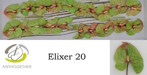 <h4>Anthurium Elixer</h4>