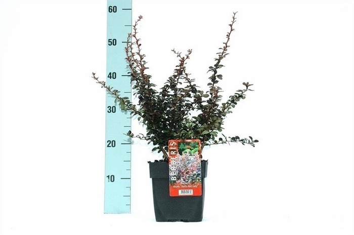 Berberis th. 'Dart's Red Lady' P17