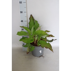 vaste planten 19 cm Persicaria amplexicaulis taurus