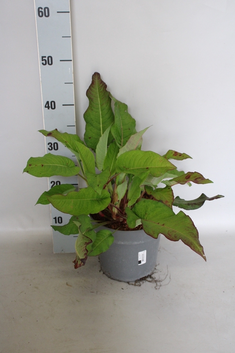 <h4>vaste planten 19 cm Persicaria amplexicaulis taurus</h4>