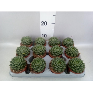 Echeveria   ...