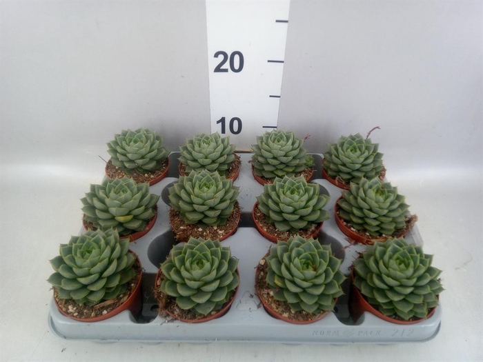 <h4>Echeveria   ...</h4>