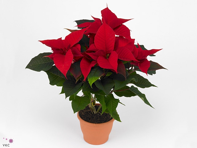 poinsettia bella italia