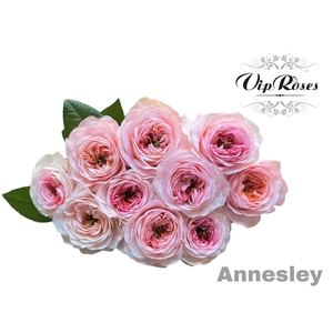 R Gr Annesley!