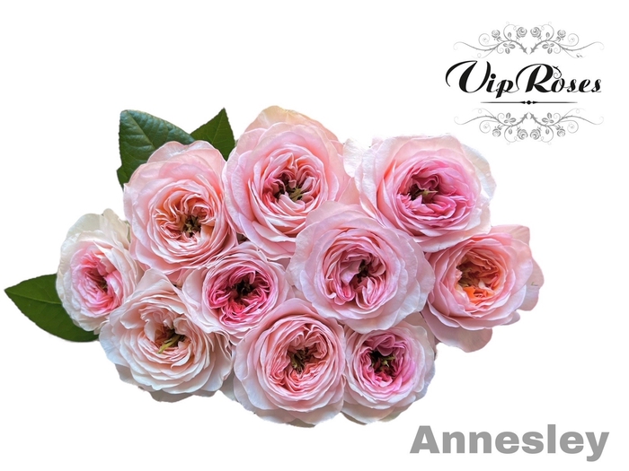 <h4>R GR ANNESLEY!</h4>