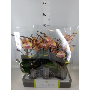 Phalaenopsis multi.   ...orange