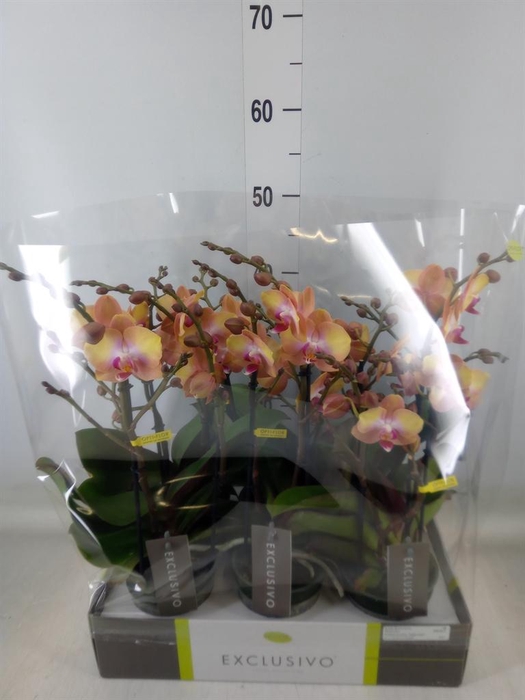 <h4>Phalaenopsis multi.   ...orange</h4>