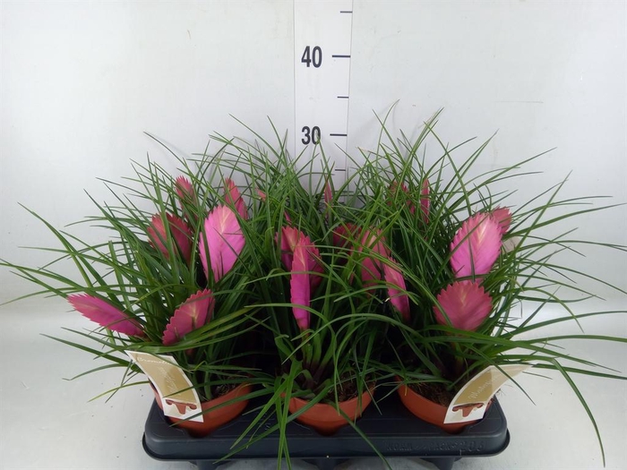 <h4>Tillandsia</h4>