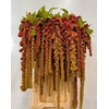 AMAR CA CORAL FOUNTA