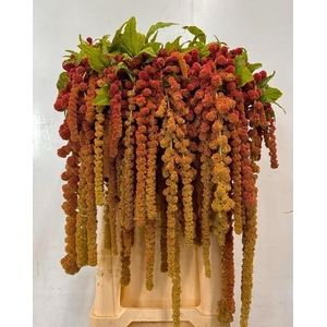 AMAR CA CORAL FOUNTA