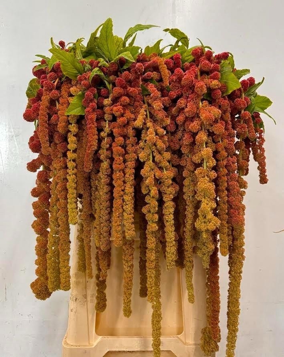 <h4>AMAR CA CORAL FOUNTA</h4>