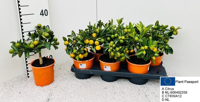 <h4>CITR MICROCARPA</h4>