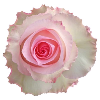 <h4>R Gr Mandala Bicolor 60cm EC</h4>