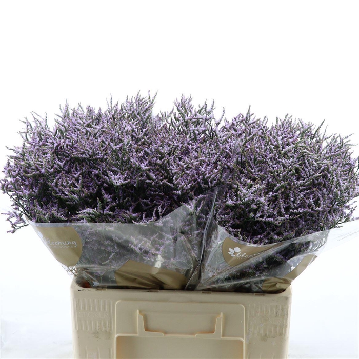 Limonium Safora Lilac