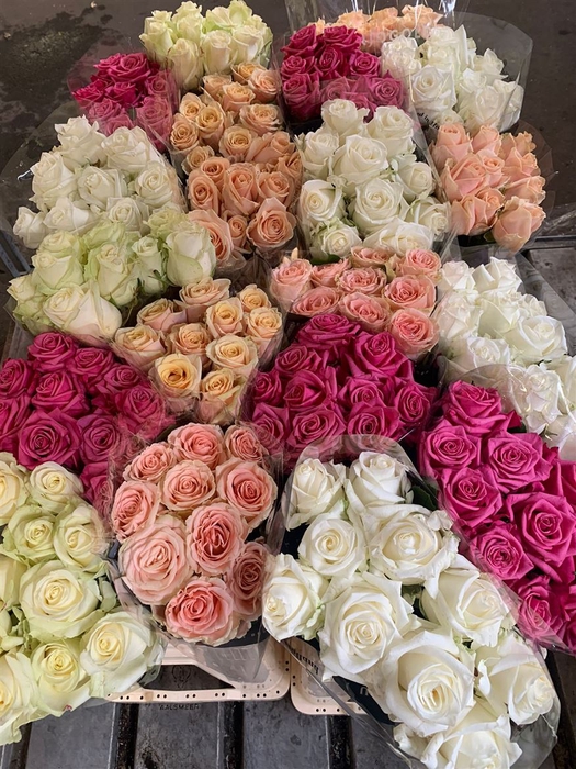 <h4>Rosa grootbloemig gemengd in fust</h4>