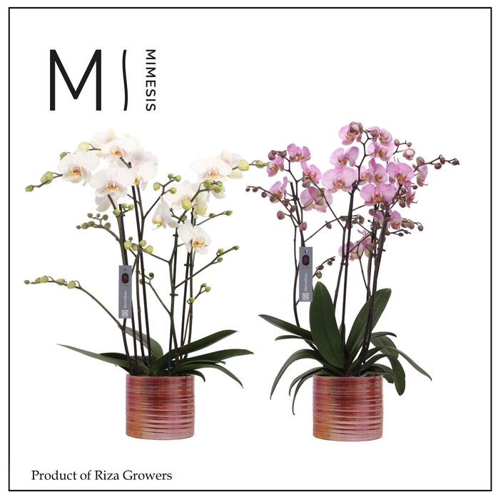 <h4>Phalaenopsis Marvellous Mix 50+ – 17cm in Didi Pearl Pink | Mimesis</h4>