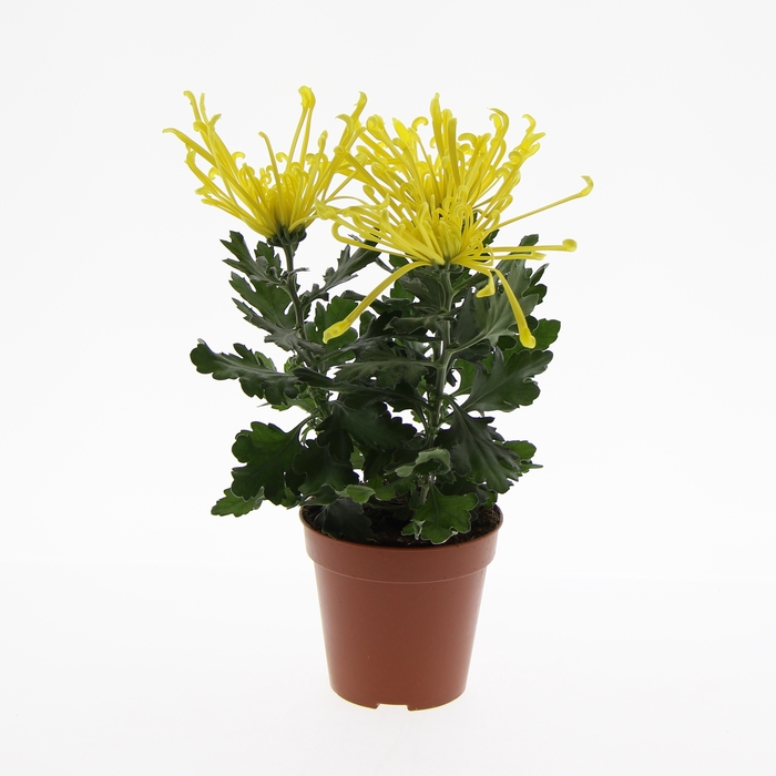 Decorum Chrysanne® 'Fireworks Yellow