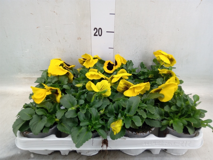 <h4>Viola wr. 'Alpha Yellow wBlotch'</h4>