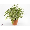 Ficus benjamina Petite Samantha®