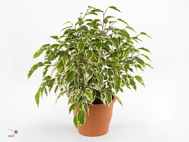 Ficus benjamina Petite Samantha®