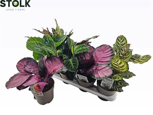 <h4>CALAT GEM 6 SRT</h4>