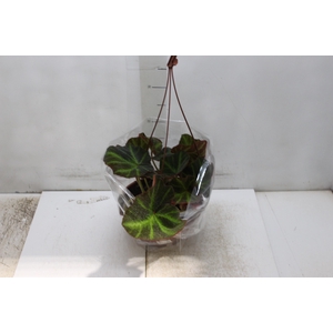 BEGONIA CRUZ FERRO C21