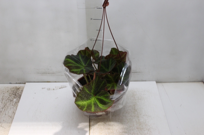 <h4>BEGONIA CRUZ FERRO C21</h4>