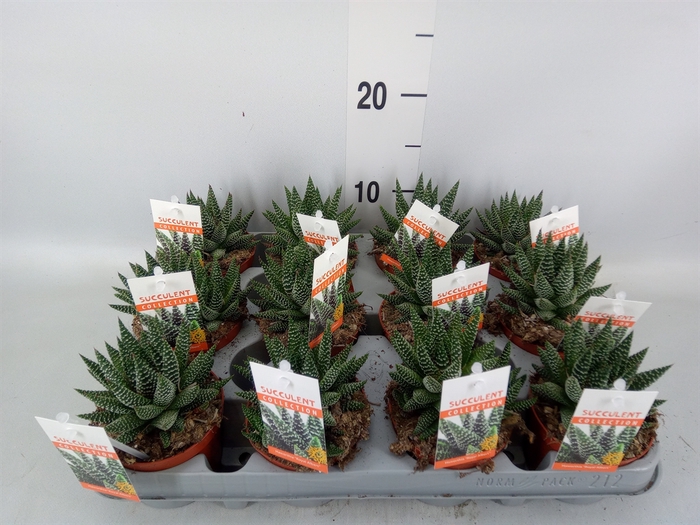 <h4>Haworthia   ...</h4>