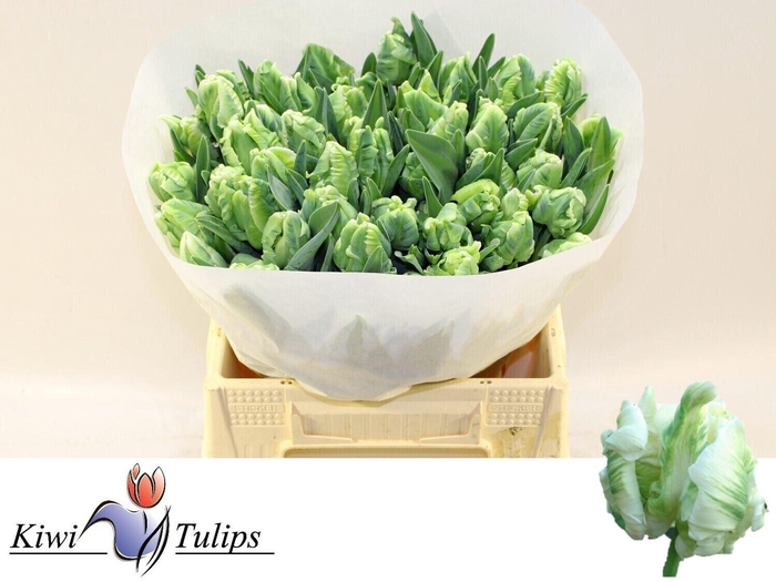 <h4>TULIPA PA 'SUPER PARROT'</h4>