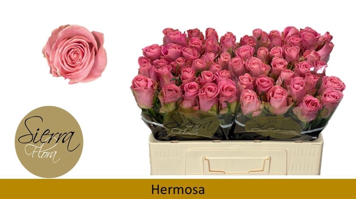 <h4>R Gr Hermosa+</h4>