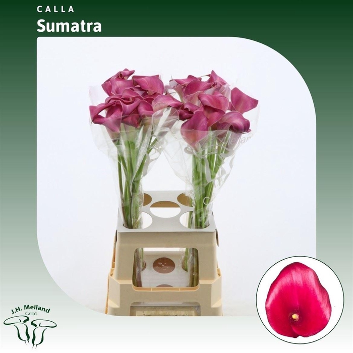 <h4>Calla Sumatra</h4>