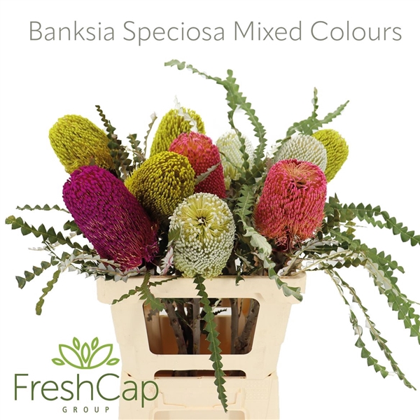 <h4>Banksia Spec Klb H%</h4>