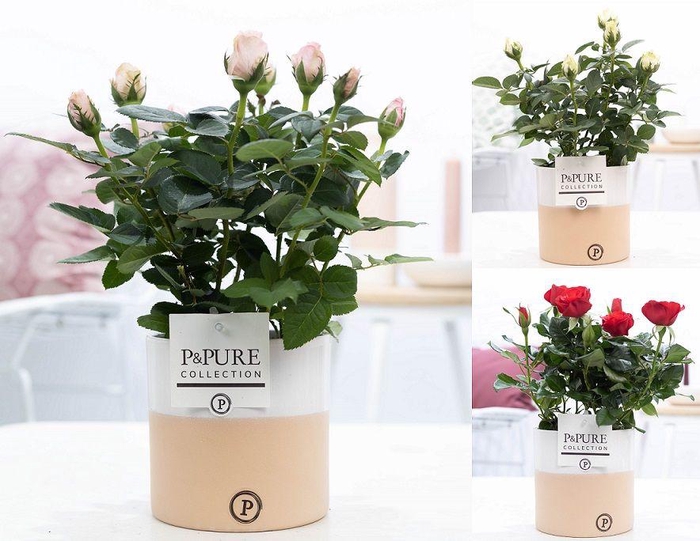 <h4>Rosa gemengd in P&PURE Rosy ceramics</h4>