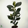 Clusia rosea