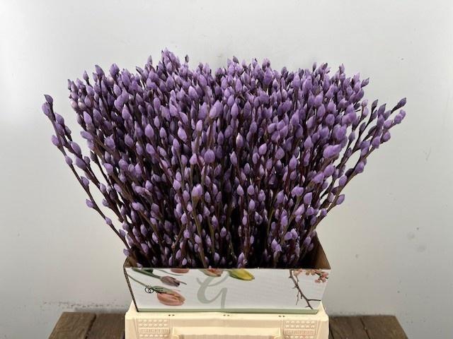 <h4>SALIX OV KLB H%</h4>