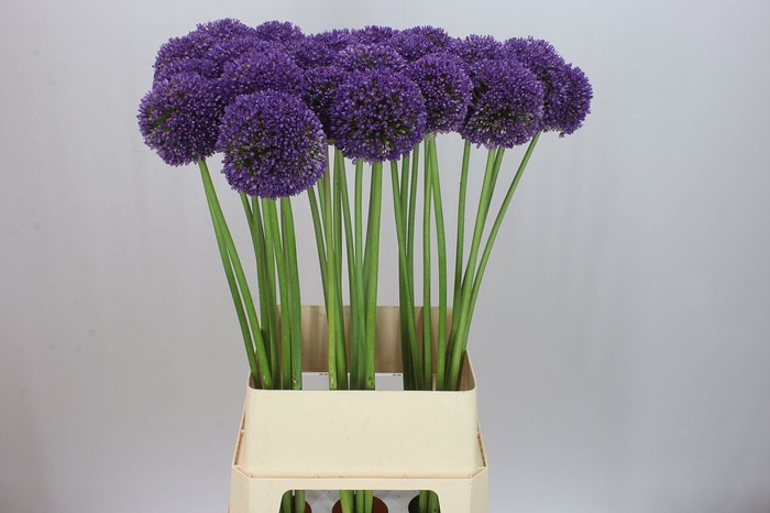 <h4>Allium Ambassador</h4>