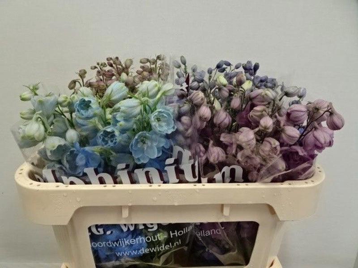 <h4>Delph Mix In Bunch Wigchert</h4>