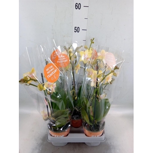 Phalaenopsis  'Bolgheri Lemon'