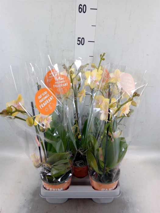 <h4>Phalaenopsis  'Bolgheri Lemon'</h4>