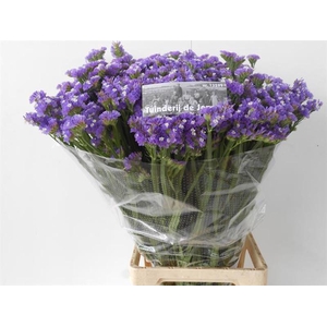 Statice Girlie Wings Tuinderij de Jong