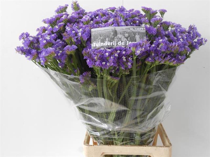 <h4>Statice Girlie Wings Tuinderij de Jong</h4>