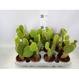 Opuntia microdasys var. pallida