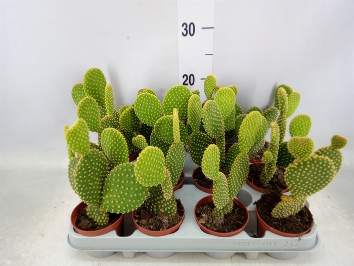 <h4>Opuntia microdasys var. pallida</h4>