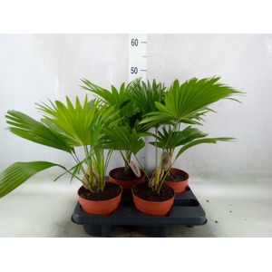 Livistona rotundifolia