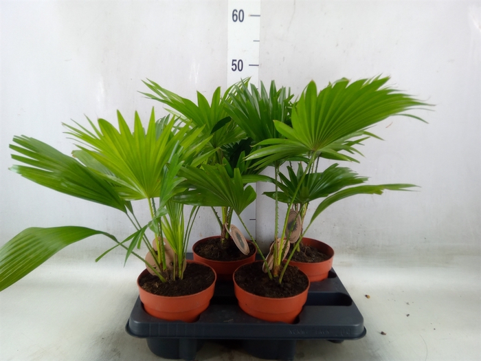 <h4>Livistona rotundifolia</h4>