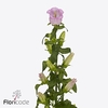 Campanula campana pearl pink