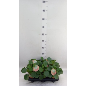Pilea peperomioides
