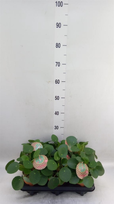 <h4>Pilea peperomioides</h4>