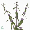 Phlomis Tuberosa